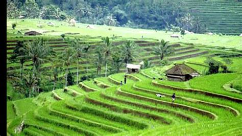 16+ Gambar Montase Sawah, Yang Lagi Trend!