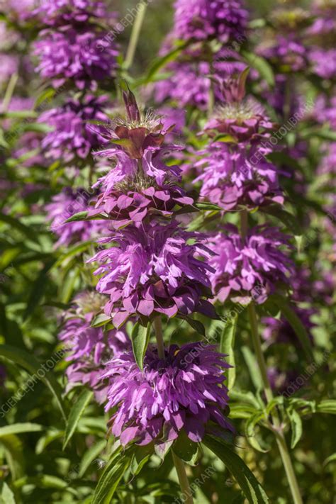 Lemon bee balm in flower - Stock Image - C058/4018 - Science Photo Library