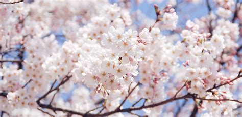 Cherry blossoms in Korea: Where to go - Go! Go! Hanguk