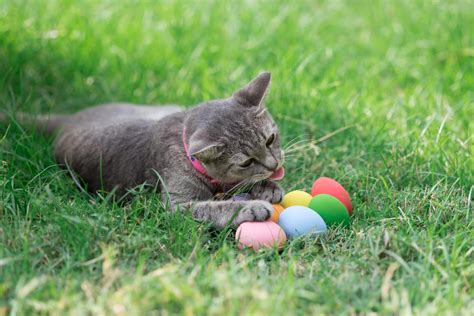 Easter cat with colorful eggs - Perth Vet Emergency