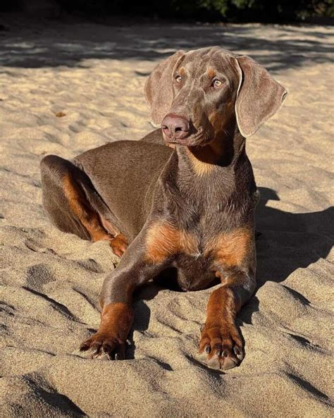 Fawn Doberman: Facts, Appearance, Genetics & Pictures