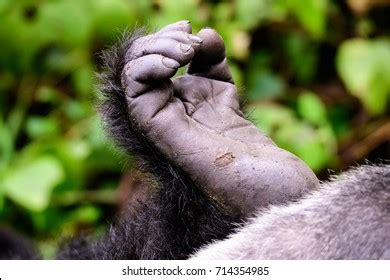 Intimate Shot Mountain Gorillas Foot Stock Photo 714354985 | Shutterstock