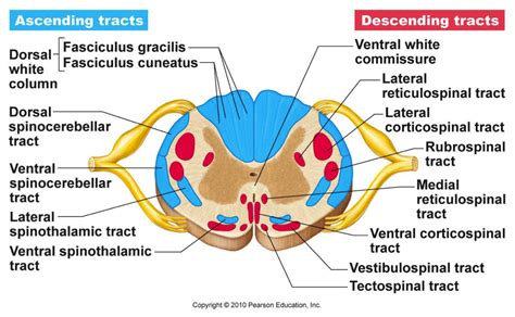 Spinal Cord Cross Section Tracts