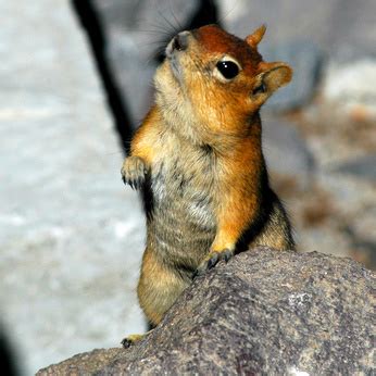 Chipmunks for Pets | Animals - mom.me