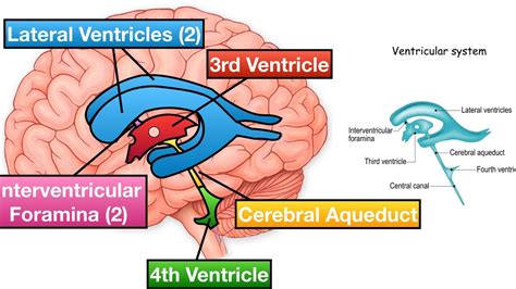 Ventricles of the Brain ||Anatomy - YouTube