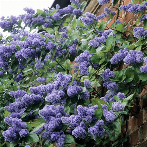 Ceanothus 'Trewithen Blue' Californian Lilac | Free Delivery