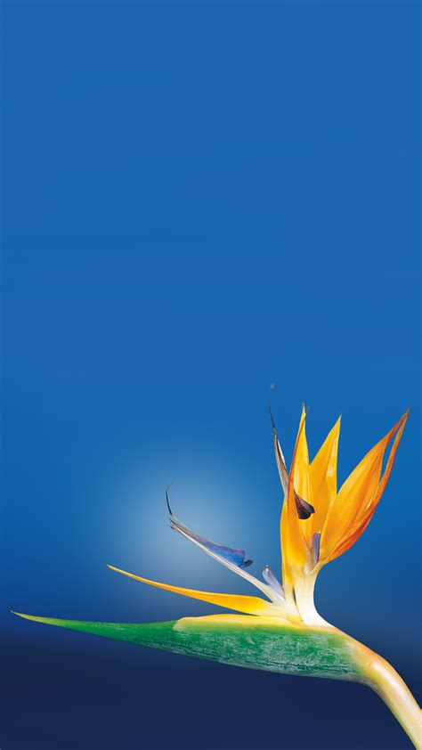 🔥 [80+] Bird Of Paradise Wallpapers | WallpaperSafari