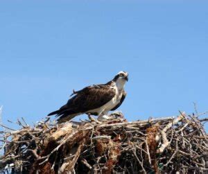 Osprey Nesting 101: Understanding Their Unique Behaviors