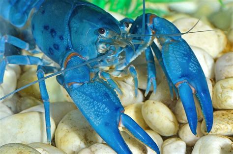 Electric Blue Crayfish: The Colorful Crustacean With A Temper - Badman's Tropical Fish