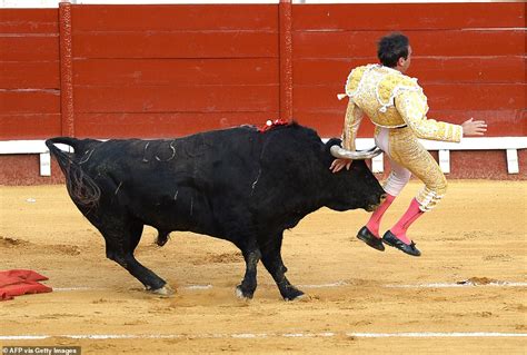 Bullseye! Matador is gored in the buttocks and lifted high in the air after stabbing bull - Mr-Mehra