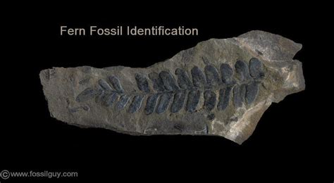 Fossilguy.com: Carboniferous Fossil Fern Identification