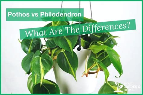 Pothos Vs Philodendron: What Are The Differences? - Smart Garden And Home