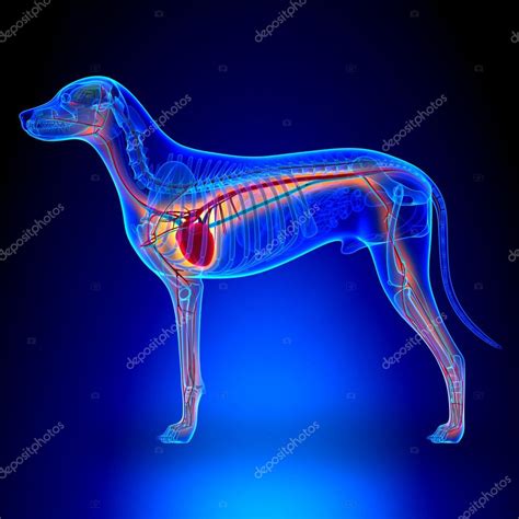 Corazón de perro - Anatomía del sistema circulatorio 2023