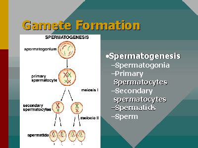 Gamete Formation