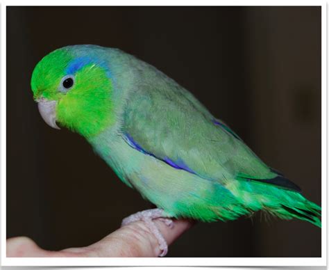 Buy Green Parrotlet Online Novan Bird's For Sale