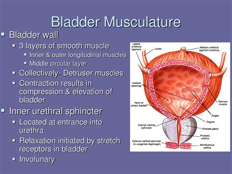 Male Urinary Bladder Anatomy