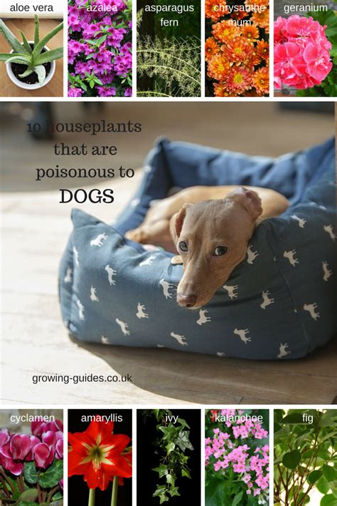 10 Houseplants That Are Poisonous To Dogs - Growing Guides