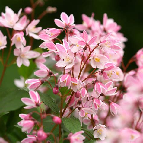 Yuki Cherry Blossom® Deutzia | Great Garden Plants