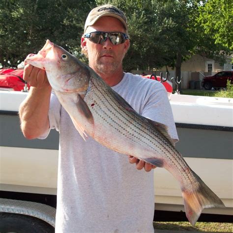 Lake Texoma Striper Fishing Guide Service fishing for striped bass from Highport Marina, fishing ...