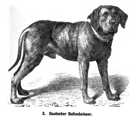 96 best Extinct Dog Breeds images on Pinterest | Dog breeds, Species of ...