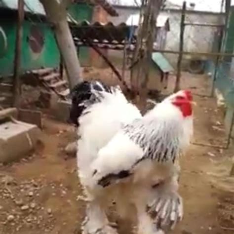 "Man In A Costume"; See Incredible Photos Of The 'World's Biggest Chicken'. | Knights Republic™