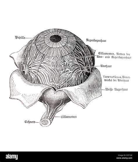 Eyeball drawing hi-res stock photography and images - Alamy