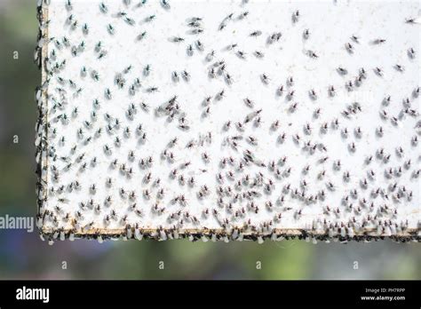 A swarm of flying ants gather on a white background Stock Photo - Alamy