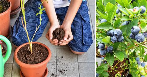 Complete Guide to Growing Blueberries in Pots