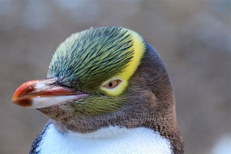 5 People, Places & Programs Devoted to Penguin Conservation