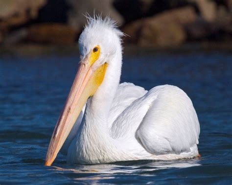 American White Pelican | Internet Center for Wildlife Damage Management