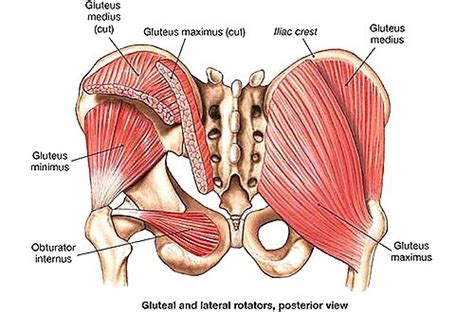 Lateral Hip pain Causes, Symptoms & Physio Treatment