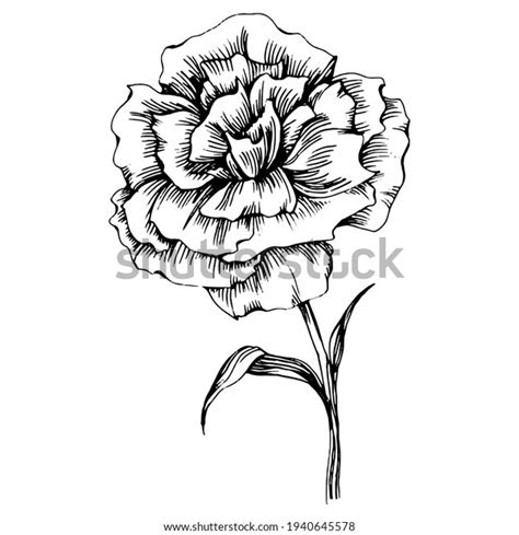 572 Carnation Tattoo Images, Stock Photos & Vectors | Shutterstock