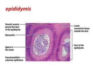 Histology of testes & epididymis | PPT