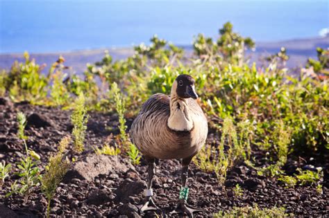 10 Cool Things to Do in Hawaii Volcanoes National Park on the Big Island