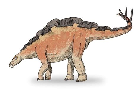 Wuerhosaurus: The Last Stegosaur from the Early Cretaceous