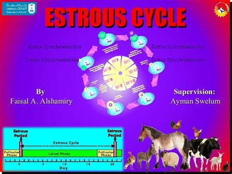 Presentation on ESTROUS CYCLE