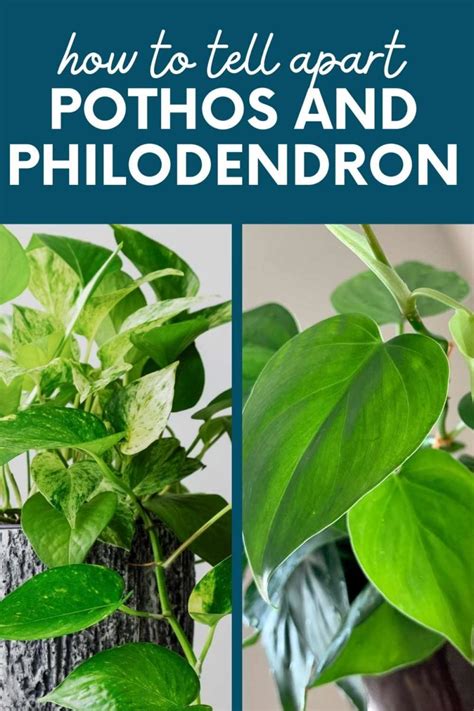 How to Tell the Difference Between Pothos vs Philodendron - Growfully