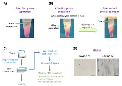 Dna Extraction Techniques