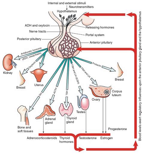 The Endocrine System (Structure and Function) (Nursing) Part 1