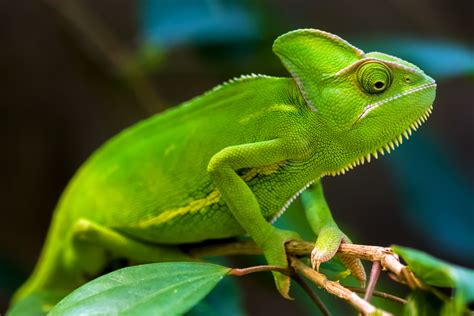 Download Green Lizard Animal Chameleon HD Wallpaper