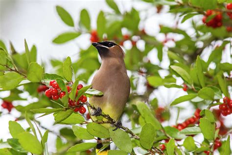 Large flocks of cedar waxwings go in search of berries