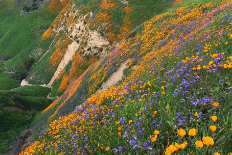 Chino Hills State Park In California | America's State Parks