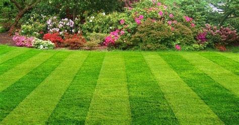 Want a Low Maintenance Grass Lawn? Try These Grass Seeds | Blog.Nurserylive.com | gardening in india