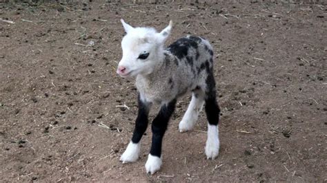 Geep | Goat Sheep Hybrid | Animal | Definition | Image