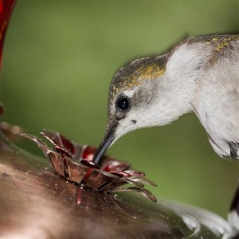 Hummingbird Food Recipe, Video, Benefits, Facts and Fascination ...