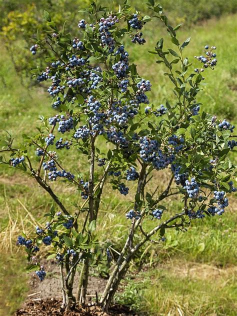 Chandler Blueberry | Blueberry Plants | Northern Highbush