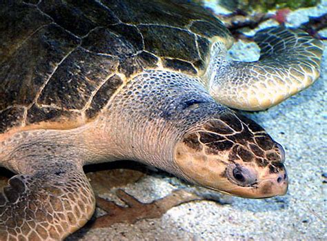 Aquarium of the Pacific | Online Learning Center | Olive Ridley Sea Turtle