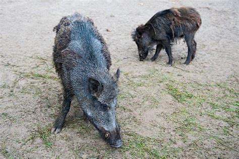 Wild Pig Razorback Hog Stock Photos, Pictures & Royalty-Free Images ...