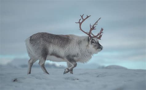 Pin by Graeme Thomas on Deer | Svalbard reindeer, Animals wild, Deer species