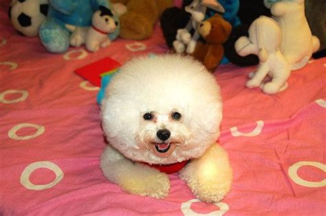 The 5 Sweetest Small and Fluffy Dog Breeds - PetHelpful